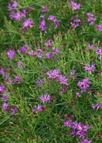 Vernonia lettermannii 'Iron Butterfly'